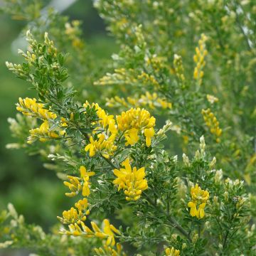 Cytisus scoparius Golden Sunlight Cytisus scoparius Golden Sunlight