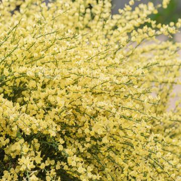 Cytisus praecox Cytisus praecox