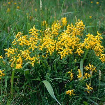 Genista tinctoria Royal Gold Genista tinctoria Royal Gold
