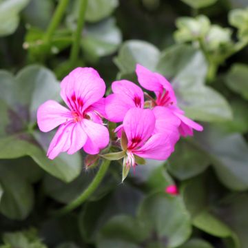 Pelargonium Rainbow Amethyst - Ivy Geranium
