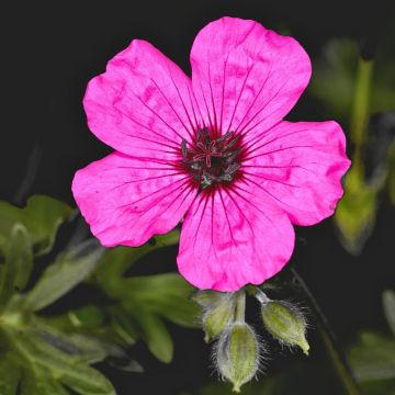 Geranium cinereum Jolly Jewel Purple® - Cranesbill
