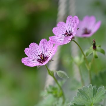 Geranium cinereum Ballerina - Géranium cendré Geranium cinereum Ballerina - Géranium cendré