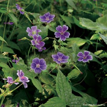 Geranium nodosum Clos du Coudray