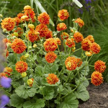 Geum  Orange Pumpkin - Benoîte, Benoîte des jardins