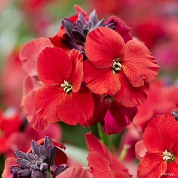 Erysimum Colour Vibe Red - Wallflower