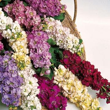 Matthiola Giant Perfection Mix Stocks