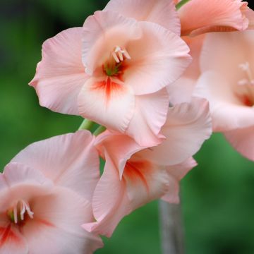Gladiolus x grandiflorus Apricot Beauty - Large-flowered gladiolus