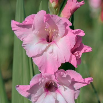 Gladiolus x grandiflorus Cilesta - Large-flowered gladiolus