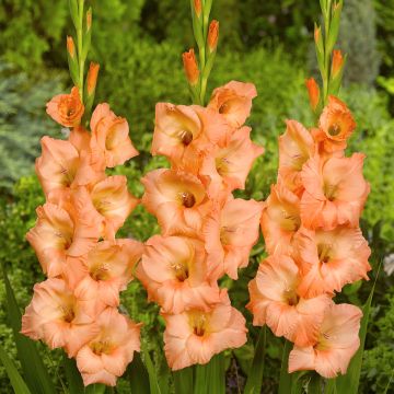 Gladiolus x grandiflorus Georgia Peach - Large-flowered gladiolus