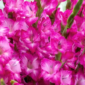 Gladiolus × grandiflorus Evi - Large-flowered gladiolus, Glamini®, Gladdies series