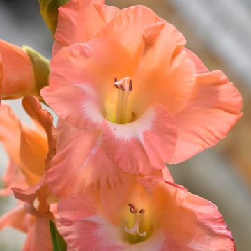 Gladiolus × grandiflorus Lia - Small-flowered gladiolus, Glamini®, Gladdies series