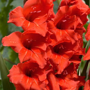 Gladiolus grandiflorus Peter - Sword Lily