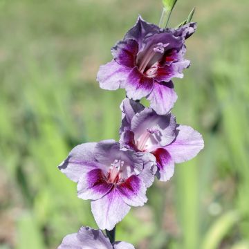 Gladiolus × grandiflorus Tina - Small-flowered gladiolus, Gladdies series