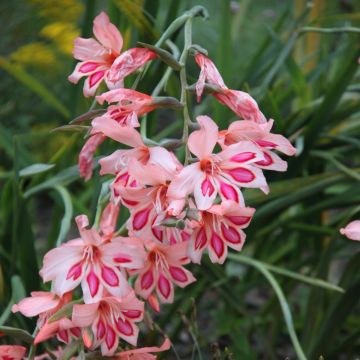 Gladiolus nanus Nathalie