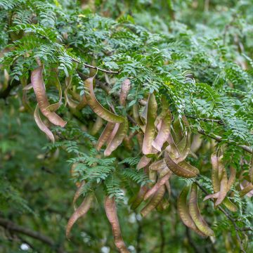 Gleditsia triacanthos - Févier d'Amérique Gleditsia triacanthos - Févier d'Amérique