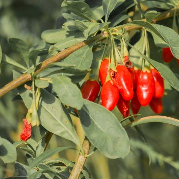 Lycium barbarum Q1 - Goji berry