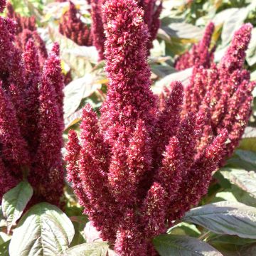 Amaranthus hypochondriacus Pygmy Torch seeds - Prince's feather