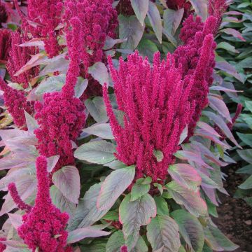 Amaranthus cruentus Red Cathedral seeds