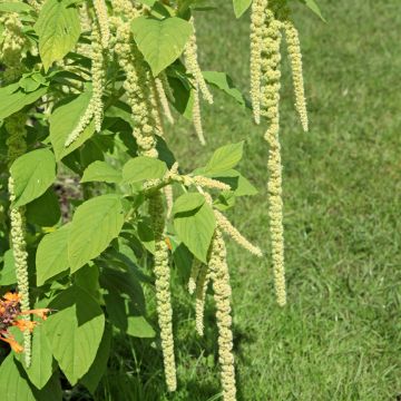 Amaranthus Green Cascade - Queue de Renard vert