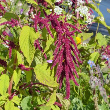 Amaranthus Red Cascade - Queue de Renard rouge Amaranthus Red Cascade - Queue de Renard rouge
