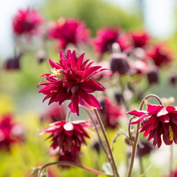 Aquilegia vulgaris Bordeaux Barlow - Columbine seeds