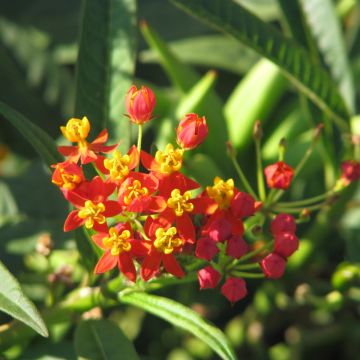 Asclepias curassavica Red Butterfly seeds - Milkweed