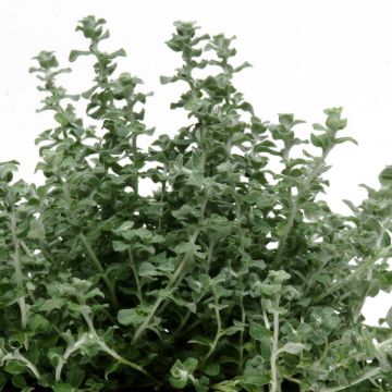 Helichrysum petiolare Microphyllum Silver Mist seeds - Licorice plant