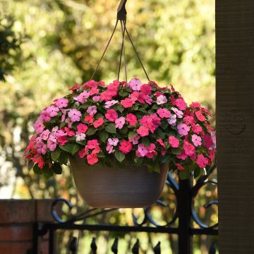 Impatiens walleriana Beacon F1 Otway Mix seeds - Busy lizzie Impatiens walleriana Beacon F1 Otway Mix seeds - Busy lizzie