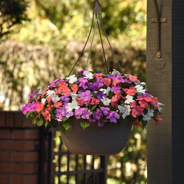 Impatiens Pearl Island Mix - Busy Lizzie seeds Impatiens Pearl Island Mix - Busy Lizzie seeds