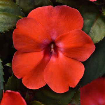 Impatiens Orange Burst - Busy Lizzie seeds Impatiens Orange Burst - Busy Lizzie seeds