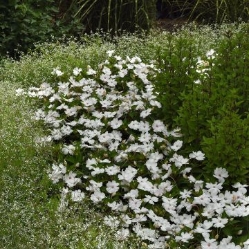 Impatiens White Pearl - Busy Lizzie seeds Impatiens White Pearl - Busy Lizzie seeds