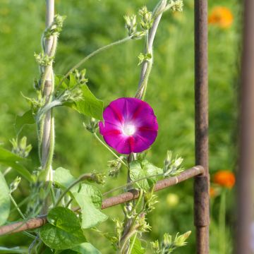 Ipomoea tricolor Scarlet O'Hara - Morning Glory Seeds Ipomoea tricolor Scarlet O'Hara - Morning Glory Seeds