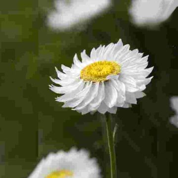 Acroclinium Blanche  seeds - Everlasting Acroclinium Blanche  seeds - Everlasting