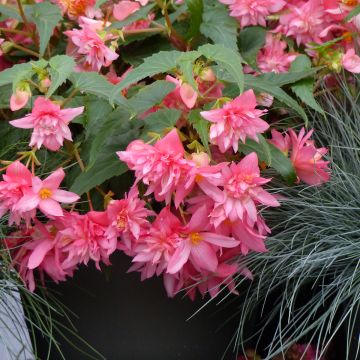 Begonia × hybrida Funky Light Pink