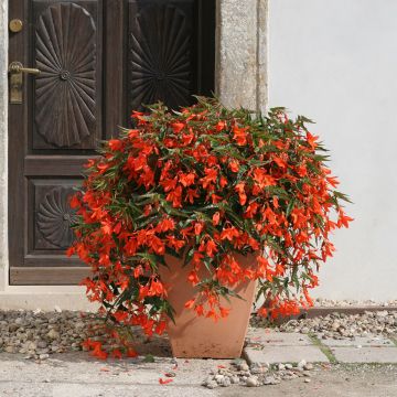 Begonia boliviensis Copacabana Orange coated seeds