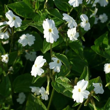 Browallia speciosa White Lady seeds - Sapphire flower