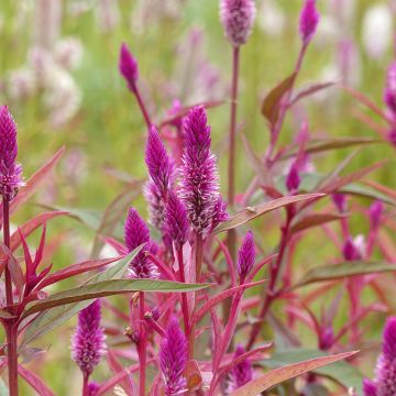 Celosia argentea Flamingo Purple- Silver cock's combseeds