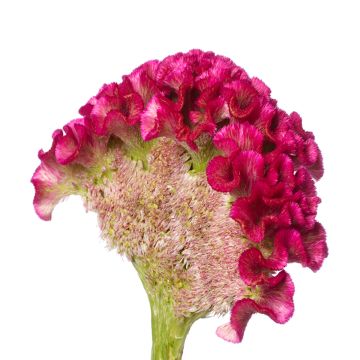 Celosia cristata Bar Bora seeds - Crested Cock's-comb