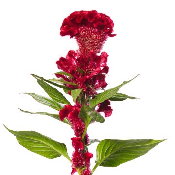 Celosia cristata Red Jack seeds - Crested Cock's-comb