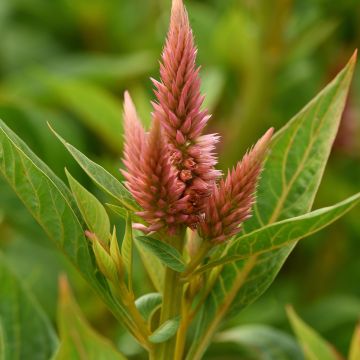Celosia argentea Celway® Salmon - Silver cock's comb seeds