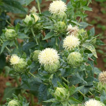 Carthamus tinctorius White Grenade seeds Carthamus tinctorius White Grenade seeds