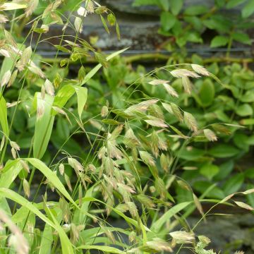 Chasmanthium latifolium seeds - Northern sea oats Chasmanthium latifolium seeds - Northern sea oats