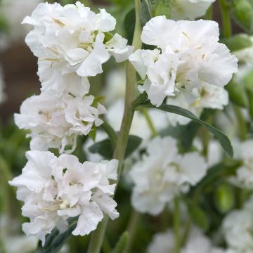 Clarkia unguiculata Albatross seeds