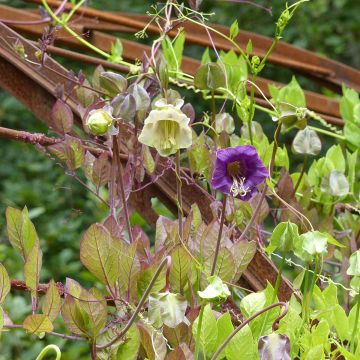 Cobaea scandens Blue and White Mix seeds - Cup and saucer vine Cobaea scandens Blue and White Mix seeds - Cup and saucer vine