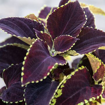 Solenostemon scutellaroides Mezmerize®​ Chocolate Lime Edge seeds - Coleus