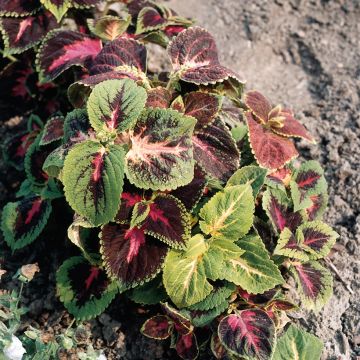 Coleus hybrids Rainbow en mélange
