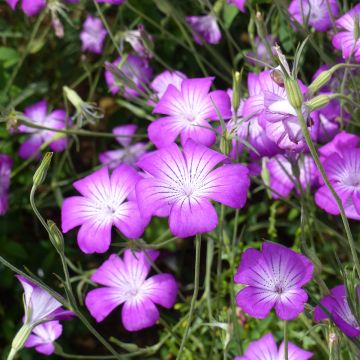Corncockle Purple Queen Seeds - Agrostemma githago Corncockle Purple Queen Seeds - Agrostemma githago