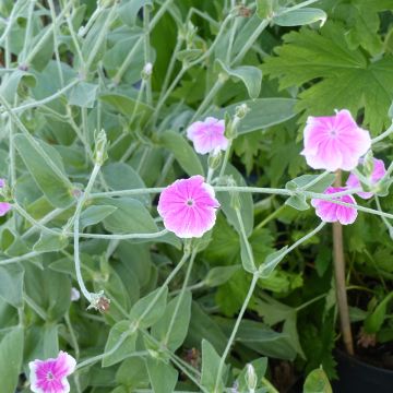 Lychnis coronaria Angel's Blush - Rose campion seeds 