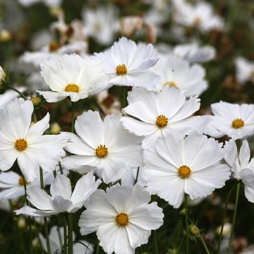 Cosmos Lucinda seeds - Cosmos bipinnatus Cosmos Lucinda seeds - Cosmos bipinnatus