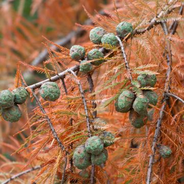 Taxodium distichum seeds - Bald cypress, swamp cypress